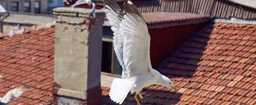 Residential Chimney Animal Removal Solution in Brampton, ON