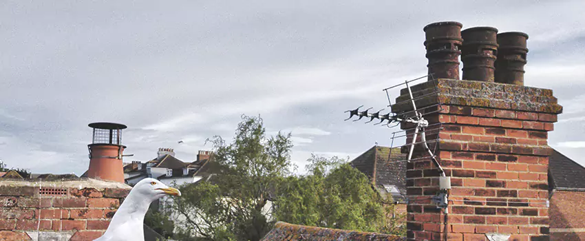 Chimney Cleaning And Restoration in Brampton, Ontario